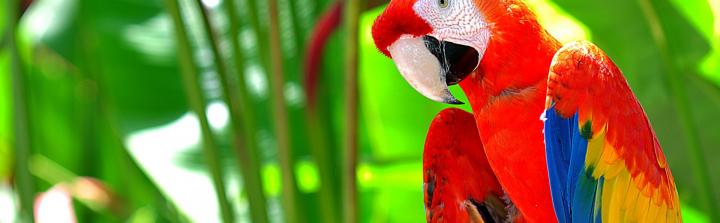Firma Barwa Cosmetics adoptowała papugi z krakowskiego zoo
